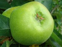 Green apples